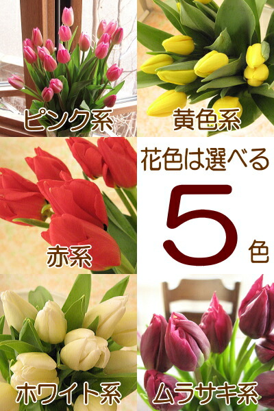 楽天市場】チューリップのシンプル花束（20本タイプ） : フラワー