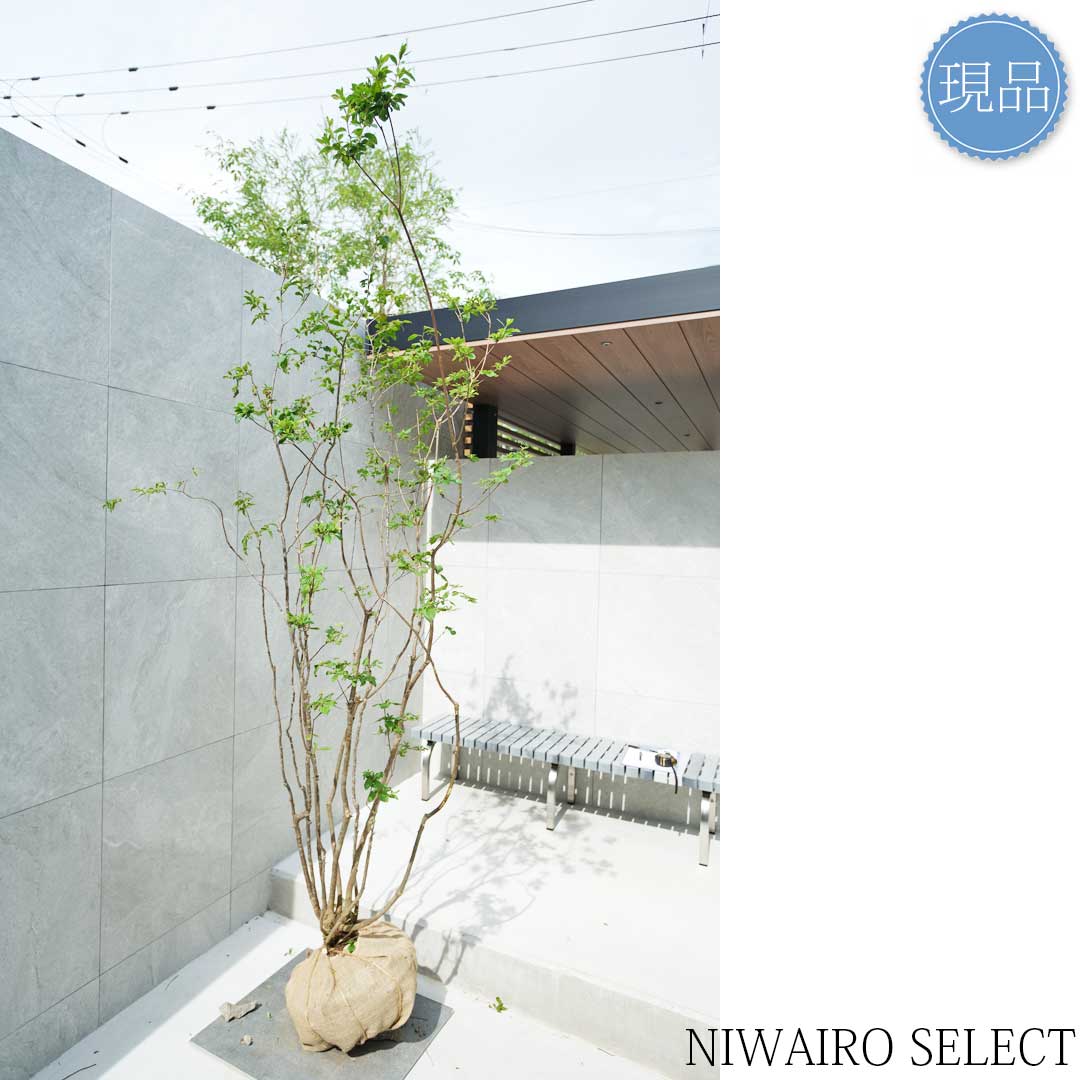 楽天市場】【現品】山採り【ナツハゼ】夏櫨 本株立ち 自然風樹形 樹高H