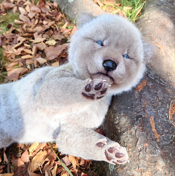 生後20日 オオカミ 赤ちゃん 仔 狼 ぬいぐるみ 布製 アートドール