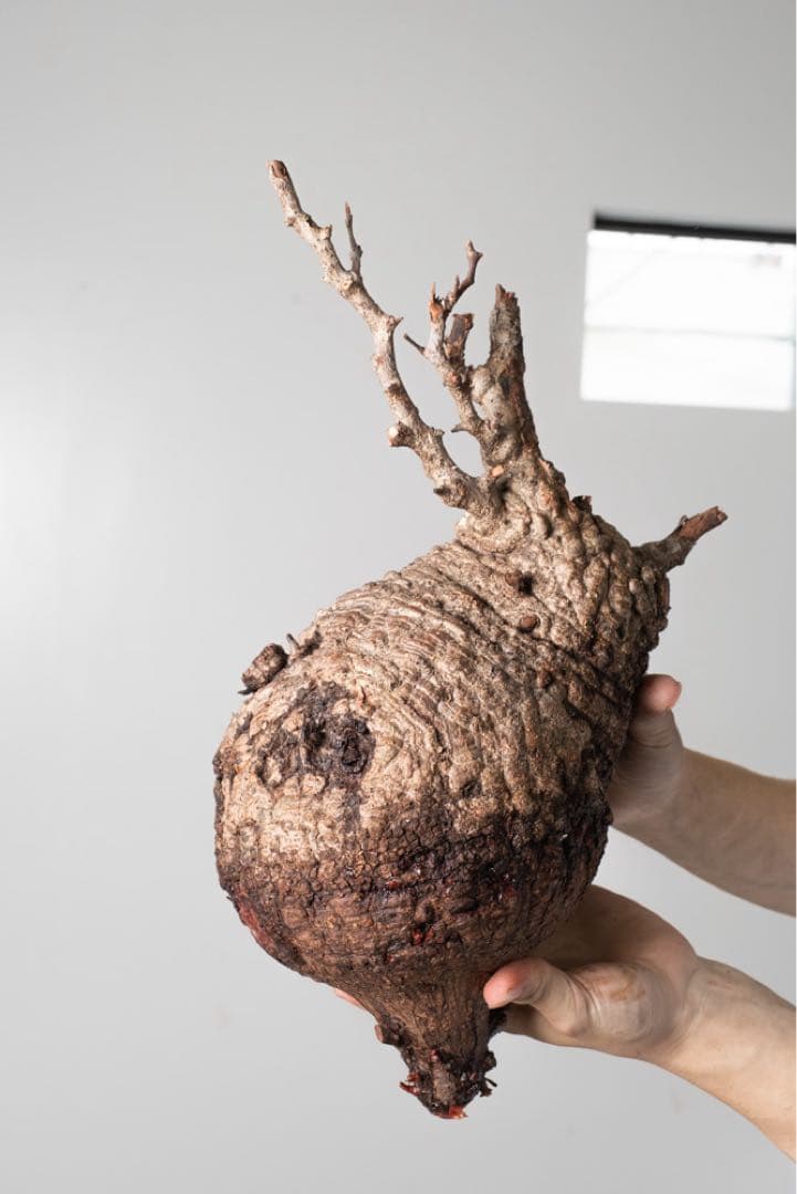 AP130 オペルクリカリア パキプス ベアルート株 オペルクリカリア パキプス ダブルヘッド【230503】 | 塊祭