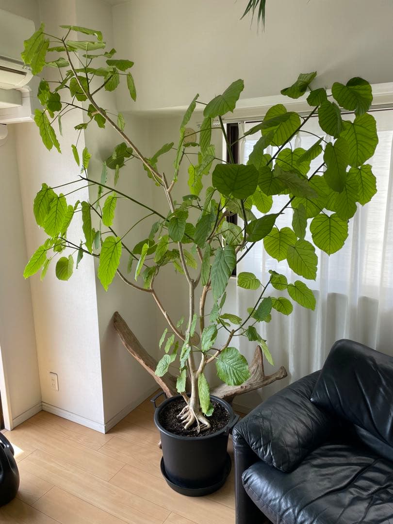 【引き取り優先・配達要相談】フィカス・ウンベラータ　特大　高さ：約200cm