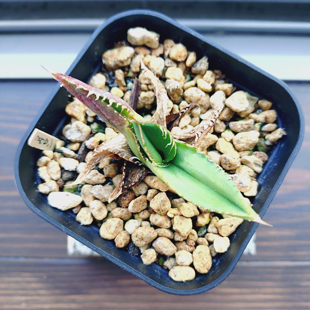 アガベ チタノタ 麻花龍 マカロン 子株 lize株① - メルカリ